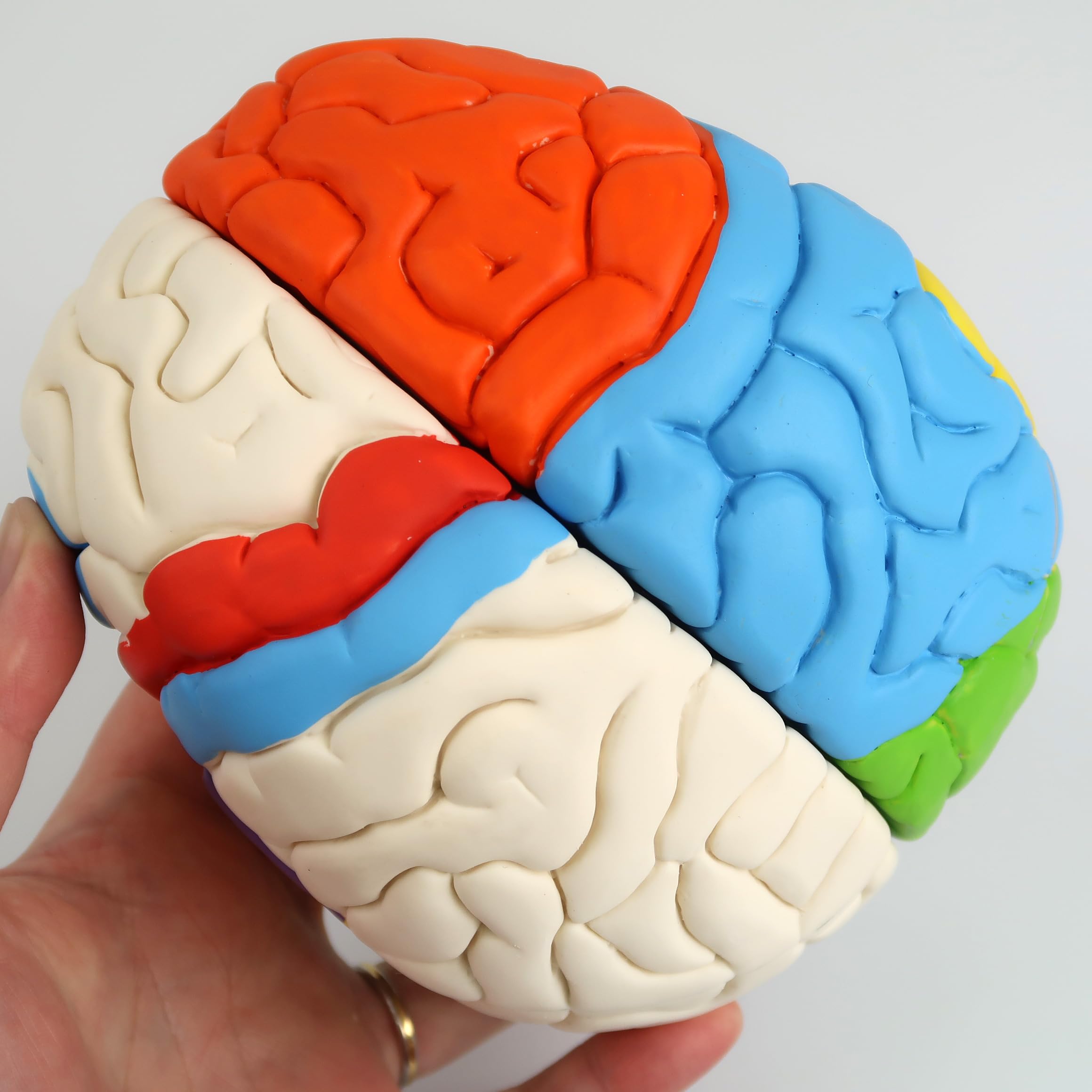 3B Scientific C22 Cerebro Neuro, Anatómico, desmontable En 8 Piezas - 3B Smart Anatomy