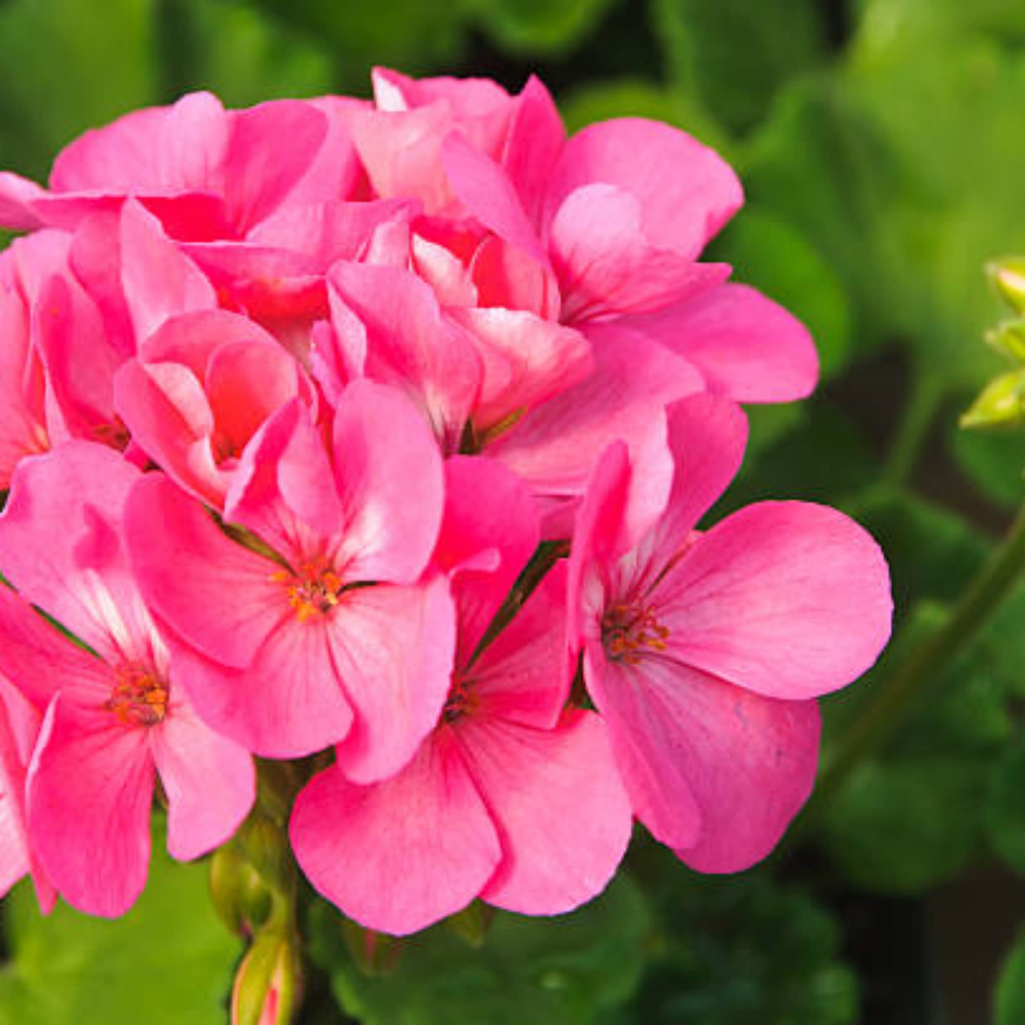 Gurveplantationi Geranium Flower Plant Live Indoor with Pot (Pack of 1) (Pink) (B0BC27SHY5) Amazon Price History, Amazon Price Tracker