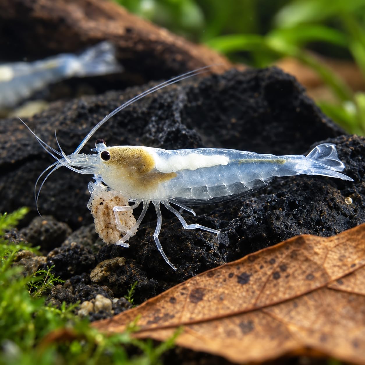 Swimming Creatures™ Live Amano Shrimp (Caridina multidentata) – Freshwater Algae Eating Shrimp for Planted &amp; Community Aquarium (Amano Snow)