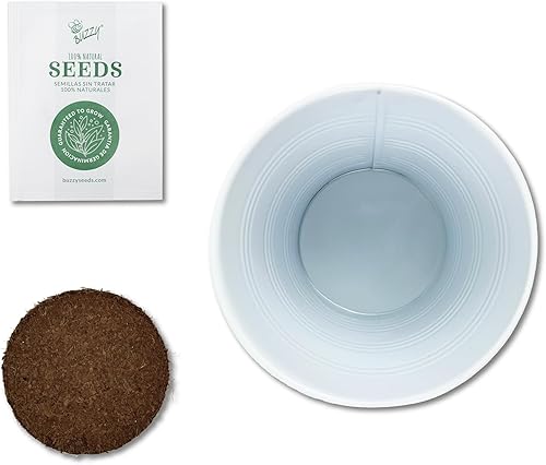 Miniatura 3 de BUZZY Seeds Coleus - Kit de cultivo de plantas de interior, cubo de jardín de metal blanco con semillas de siembra y medio de cultivo, juego de