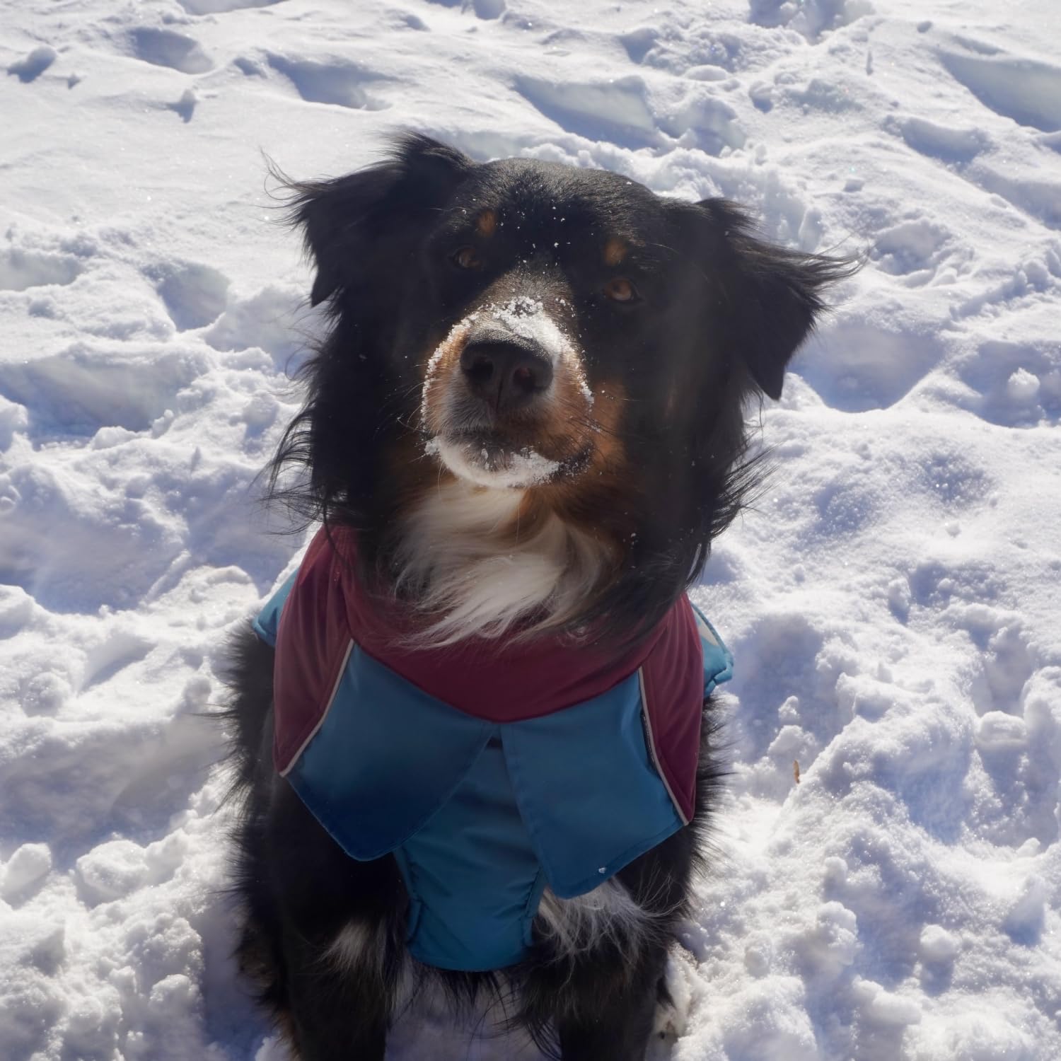 Wasserdicht Hundemantel Wintermantel Hundejacke mit wärmendem Futter, Winddicht und Reflektierende Jacke für Border Collie, Springer Spaniel den Außenbereich (50, weinrot