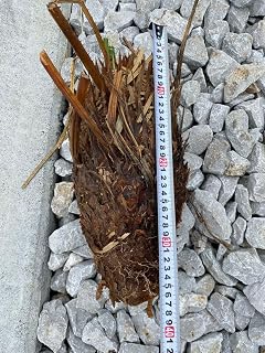 ソテツ 幹根苗 木観葉植物 ガーデニング園芸用品 グリーン 日本産 ローメンテナンス