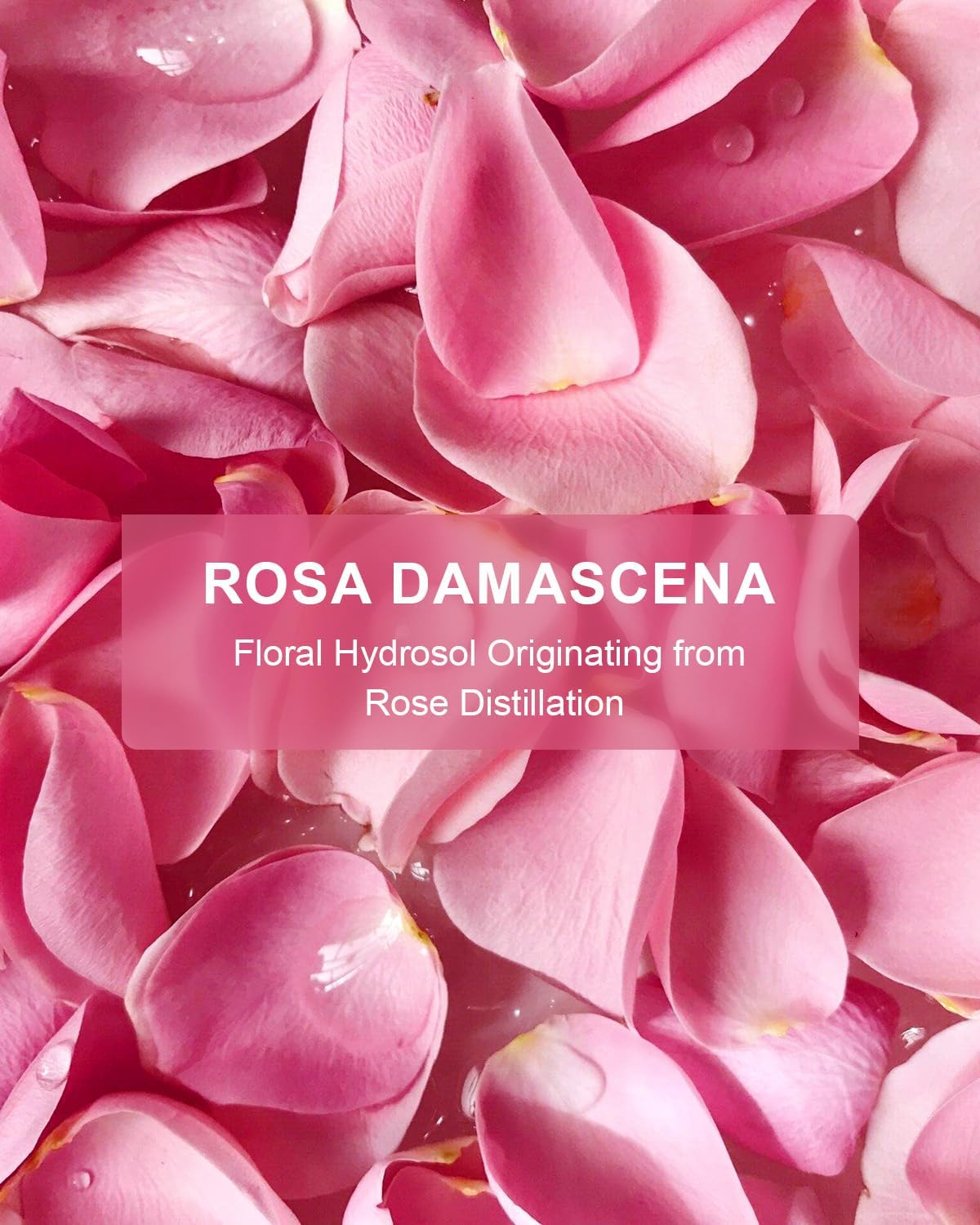 Pure Rose Water Toner for Face, 32 Fl Oz Bulk, 100% Natural Rosa Damascena Rose Hydrosol, Refreshing Rosewater for Hair, Skin, Aromatherapy, Hydrates & Soothes, Alcohol Free, Chemical Free - Image 4