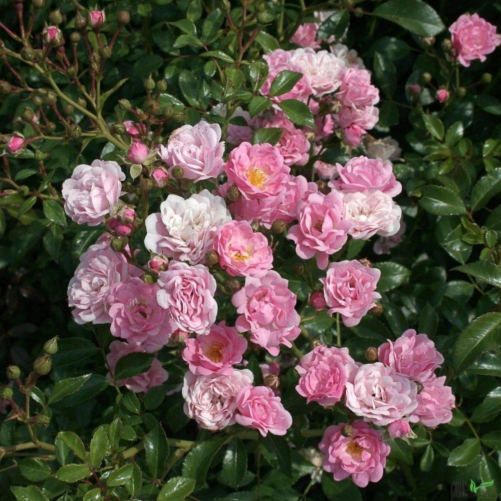 10x Bodendeckerrosen 'Rosa The Fairy' - Winterhart & Mehrjährig | Extra Buschig im 1L Topf | Sommerblüher Juni-Oktober