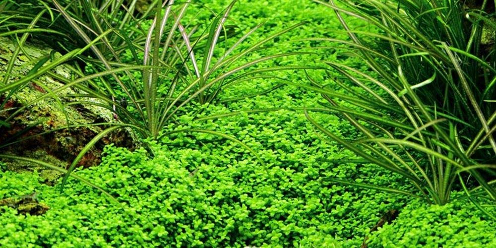 AquaOne Hemianthus callitrichoides 'Cuba' Pianta d'acquario Copertura Fondo Radicata Facile da Pulire Aquascaping