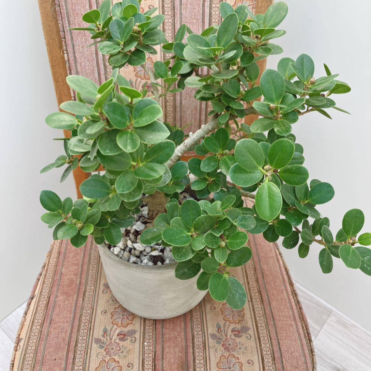 陶器鉢 パンダガジュマル盆栽 観葉 植物 盆栽 仕立て プロが仕立てた