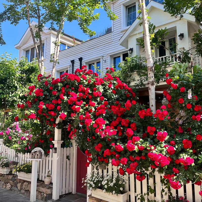 Image of Hybrid Climbing Rose Flower Seeds - High Germination, Fragrant & Colorful Blooms | Perennial Garden Seeds for Home, Balcony & Outdoor Decoration (50, Mix Rose Seeds)