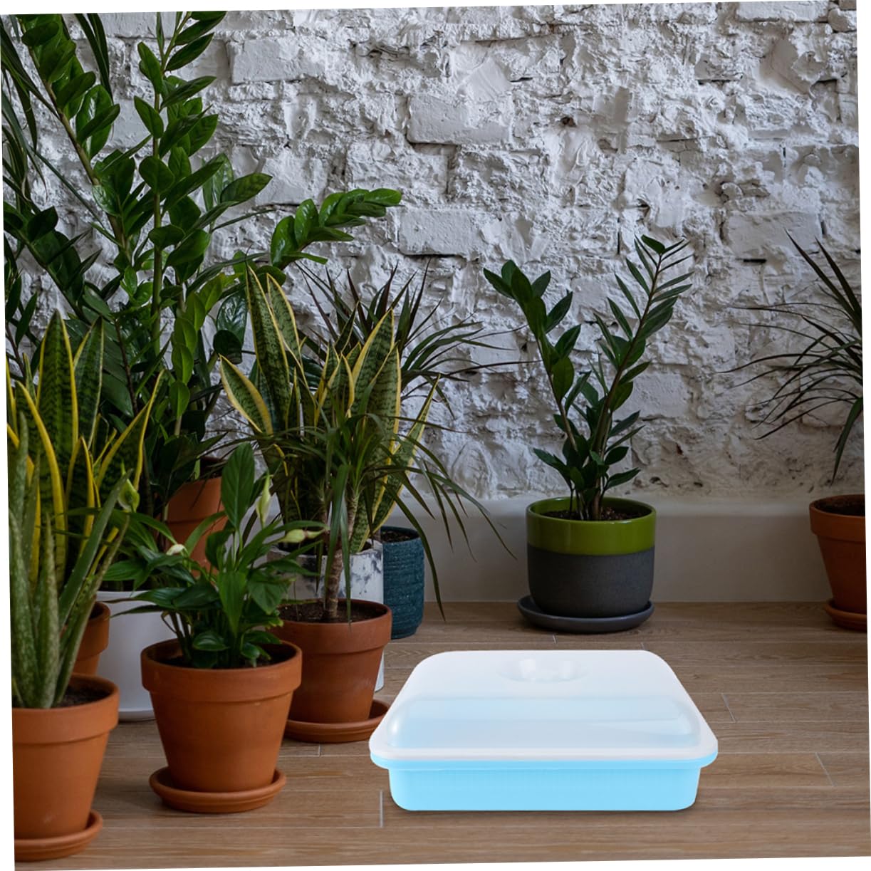 Toddmomy 2 Juegos Bandejas de Germinación para Plantas con Tapa de Accesorios de Jardinería para de Vegetales y Flores para de Huertos y Crecimiento Óptimo de Plantas