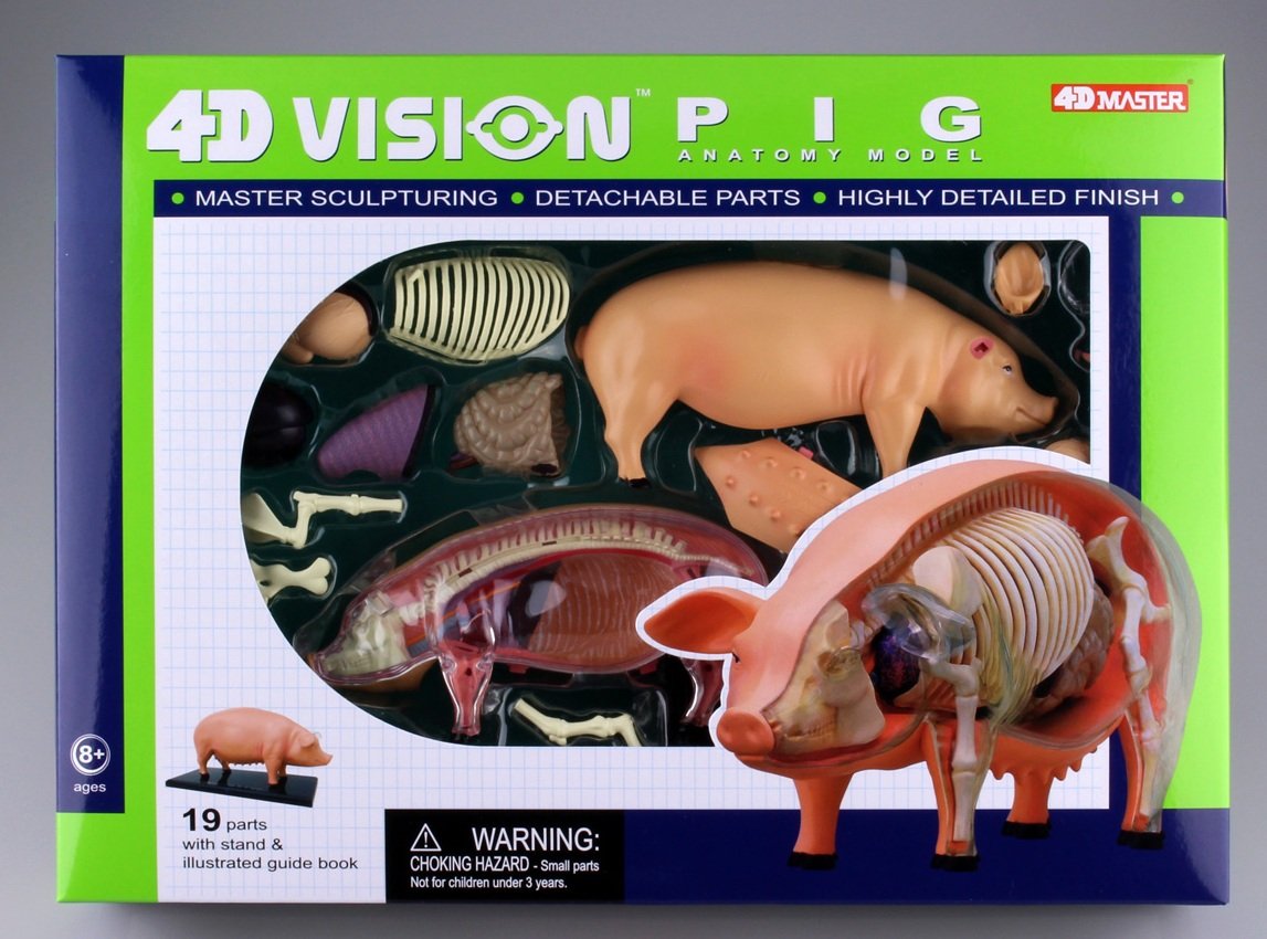 Buy 1 get 1 🔥 Pig Anatomy Model 4D VISION by AOSHIMA