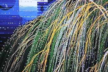 ヒロヤマガタ　STARLIGHT SERENADE ポスター Amazon.co.jp: □額入りポスター ヒロ ヤマガタ スターライト