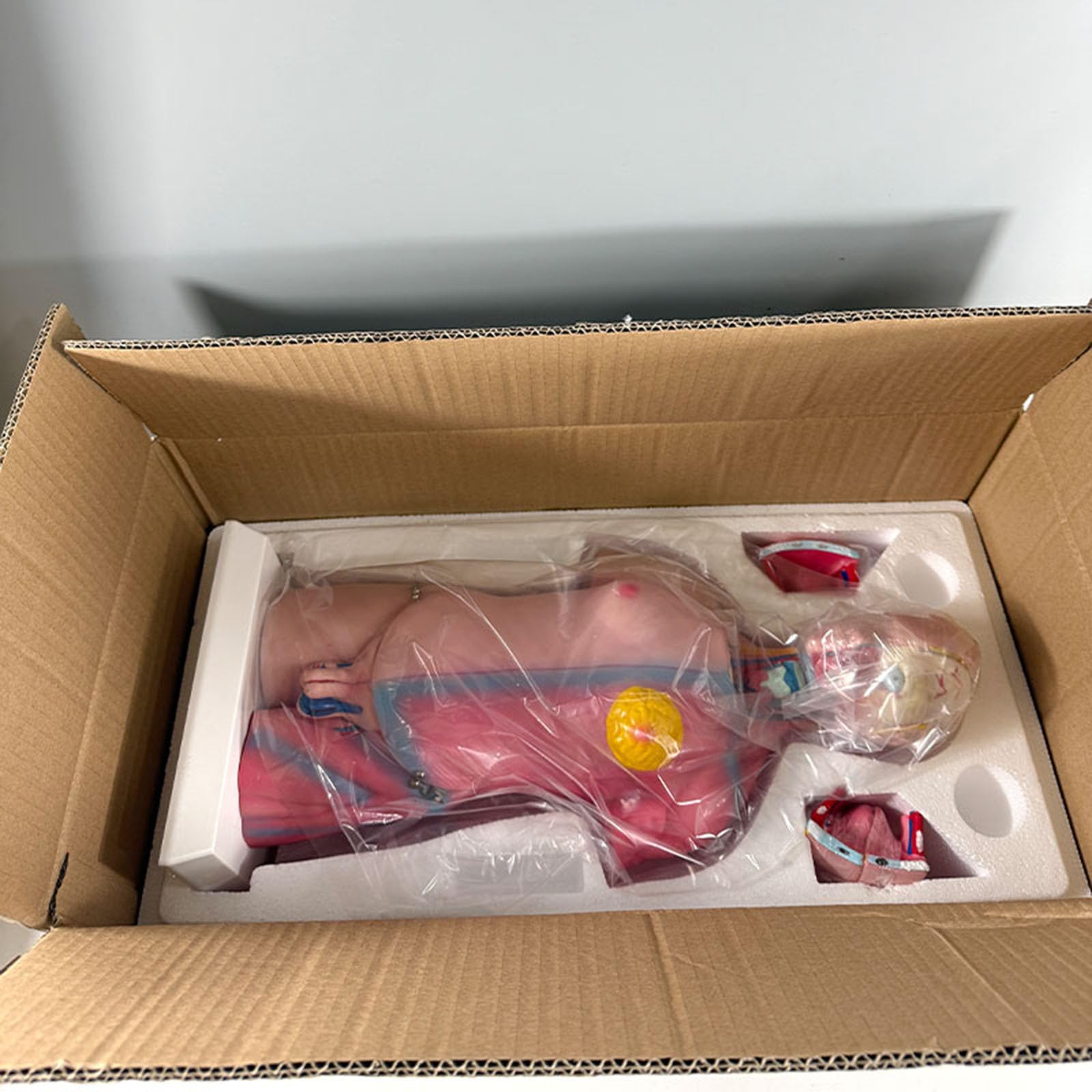 Modelo de Anatomía del Torso Humano 17,71", Modelo de Torso de 45 cm para Enseñanza Educativa de Anatomía Médica