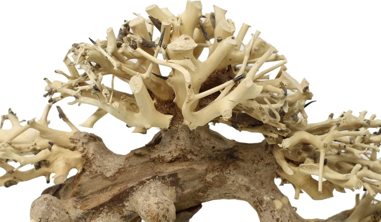 Aquarium Tree AMX (8 Inch Height) Natural, Handcrafted Fish Tank Decoration | Easy to Install