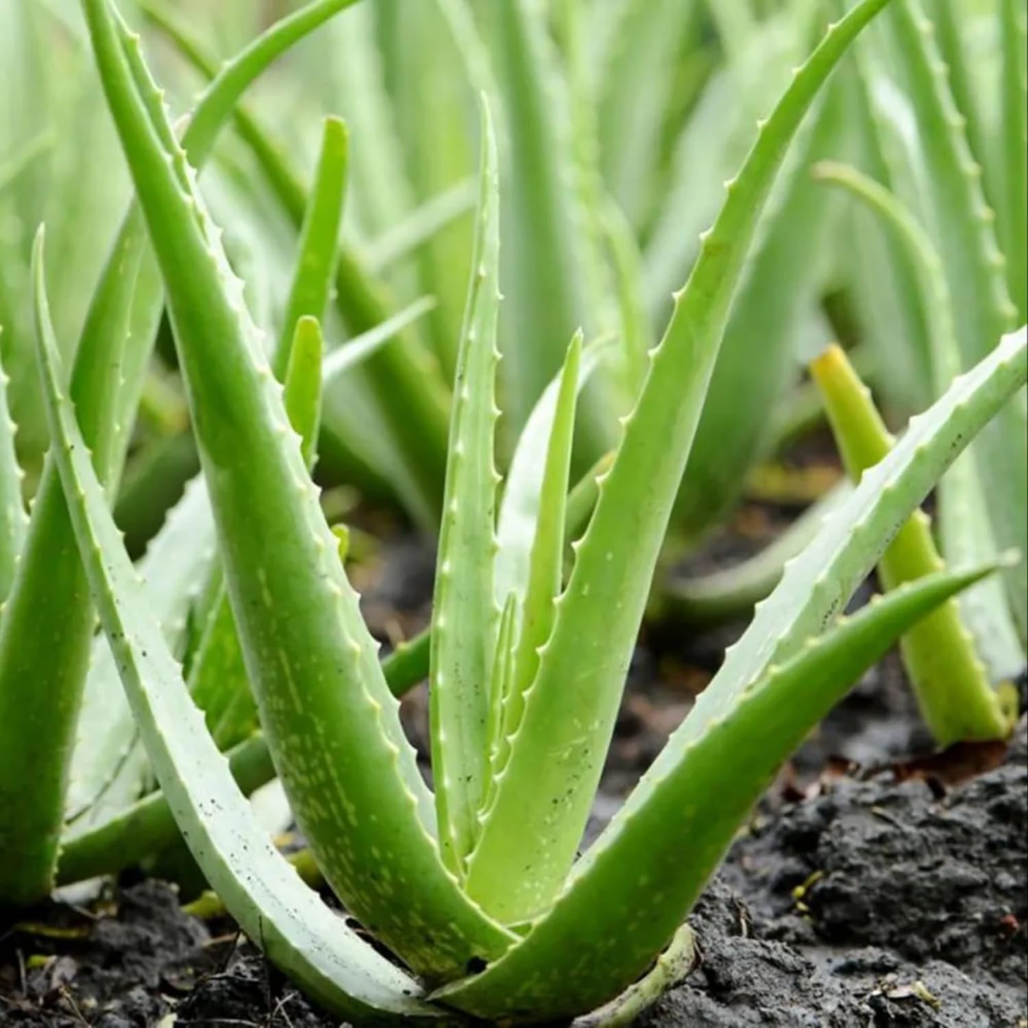 Hug A Plant | Aloe Vera/Kattarvazha (Aloe vera) Ornamental/Medicinal/Live Plant (Home & Garden) (B0C9WRDNZD) Amazon Price History, Amazon Price Tracker