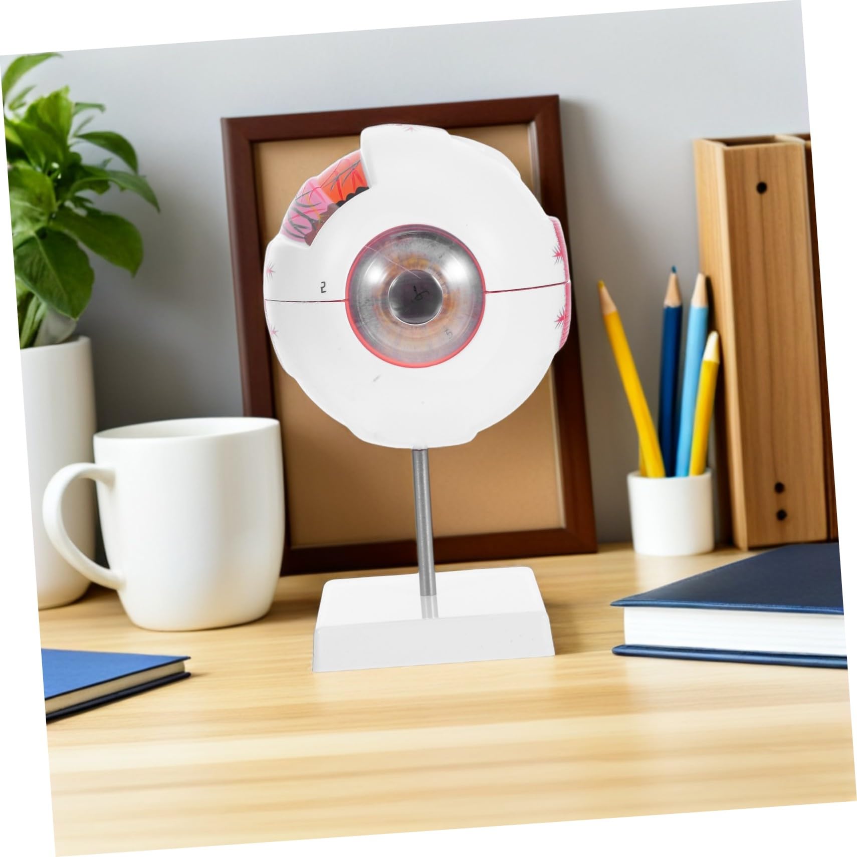 PRETYZOOM Modelo de Ojo Médico Numerado y Desmontable Estructura Anatómica Realista Material Didáctico para Laboratorios de Ciencias y Enseñanza Médica