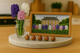 5 Bulbes Jacinthe - Hyacinthus – Mélange de couleurs – Lot de 5 bulbes calibre 14/15 - Fleur Jardin - 918