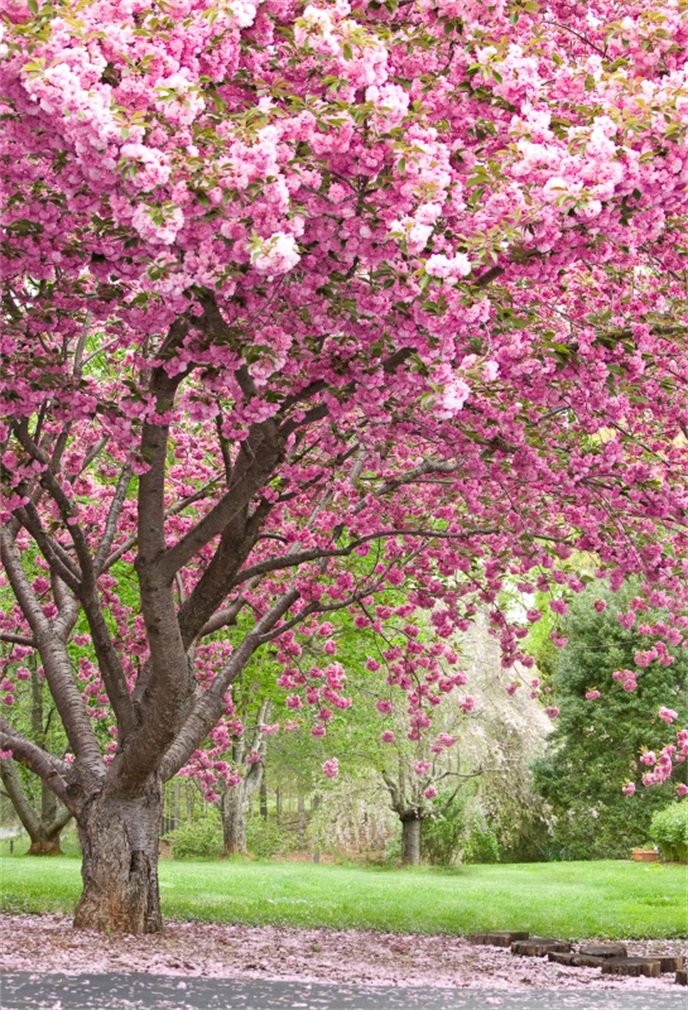 YongFoto 1,5x2,2m Vinile Fondale Foto Fioritura romantica rosa fiori di ciliegio Petali Tre Sentiero Sfondo fotografico Photo Booth Partito Banner Bambini Photo Studio Puntelli