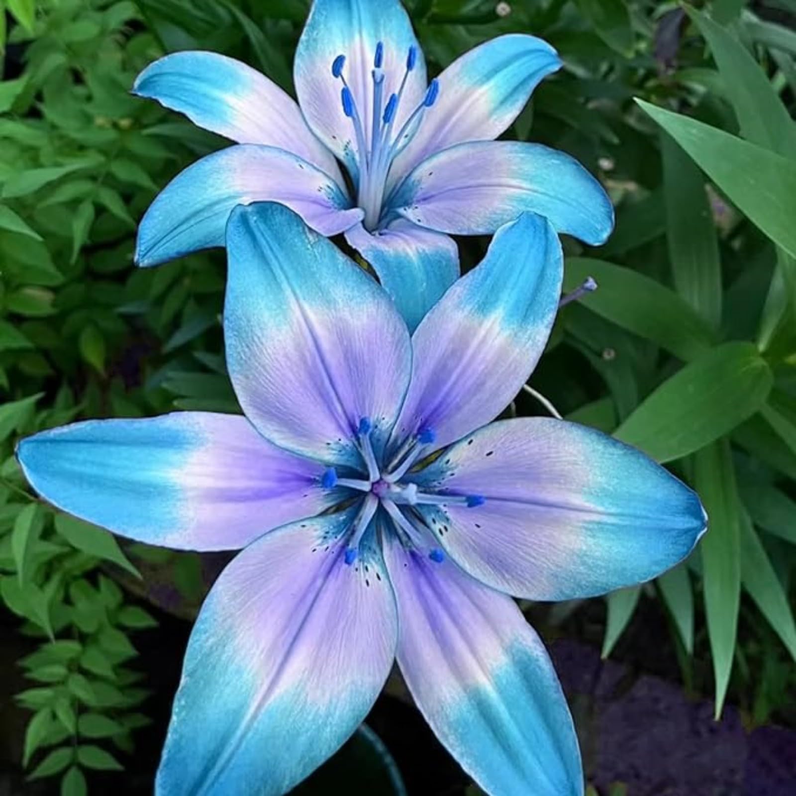 Excellent Tiger Lily Bulbs for Planting Now UK Perennial Excellent Cold-Resistant Display Plant Bulbs Easy Plant Ornamental Greening Flower Good for Containers Natural Organic -10bulbs-M โ image 1