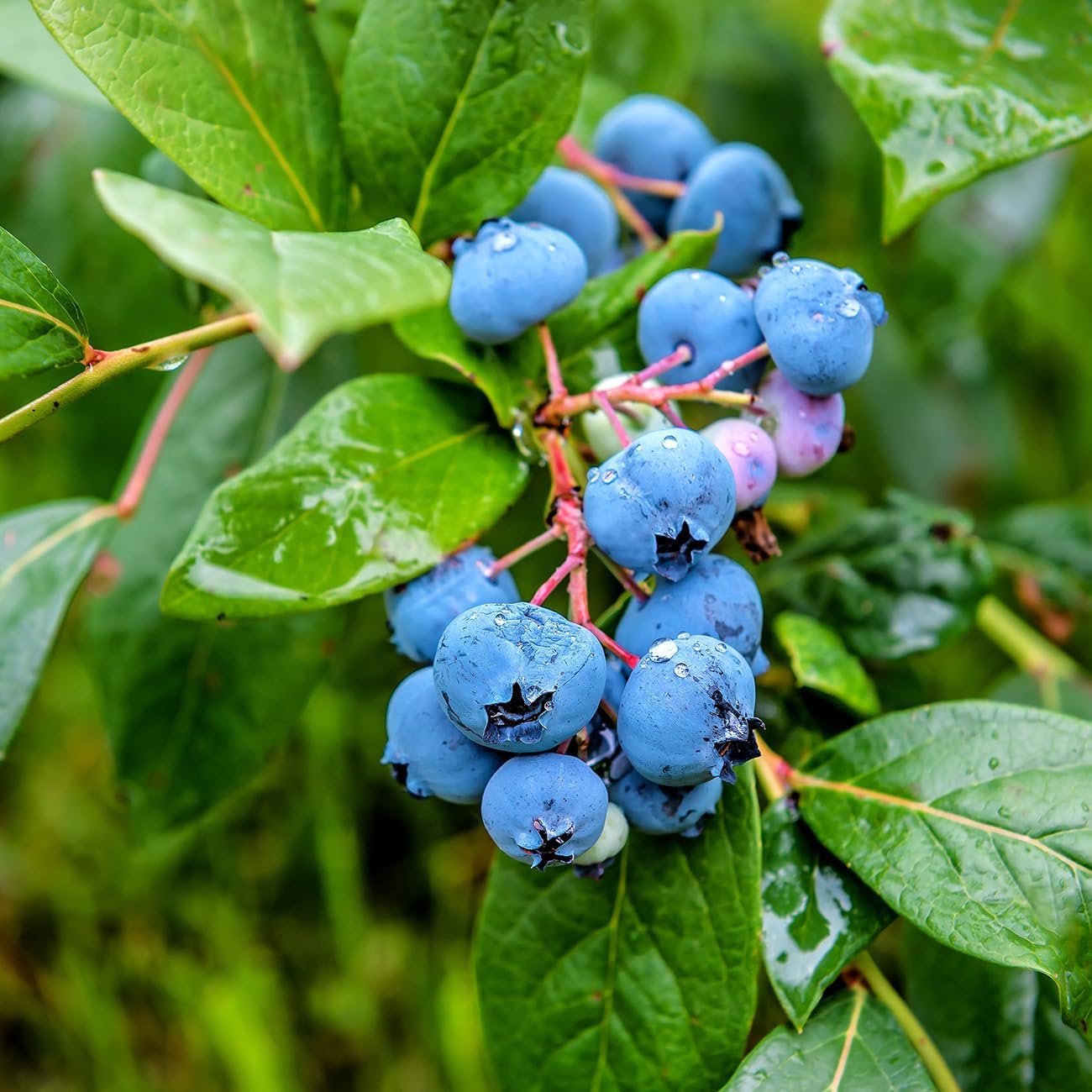 Perfect Plants O’Neal Blueberry Bush 1 Gallon | Live Fruit Bush