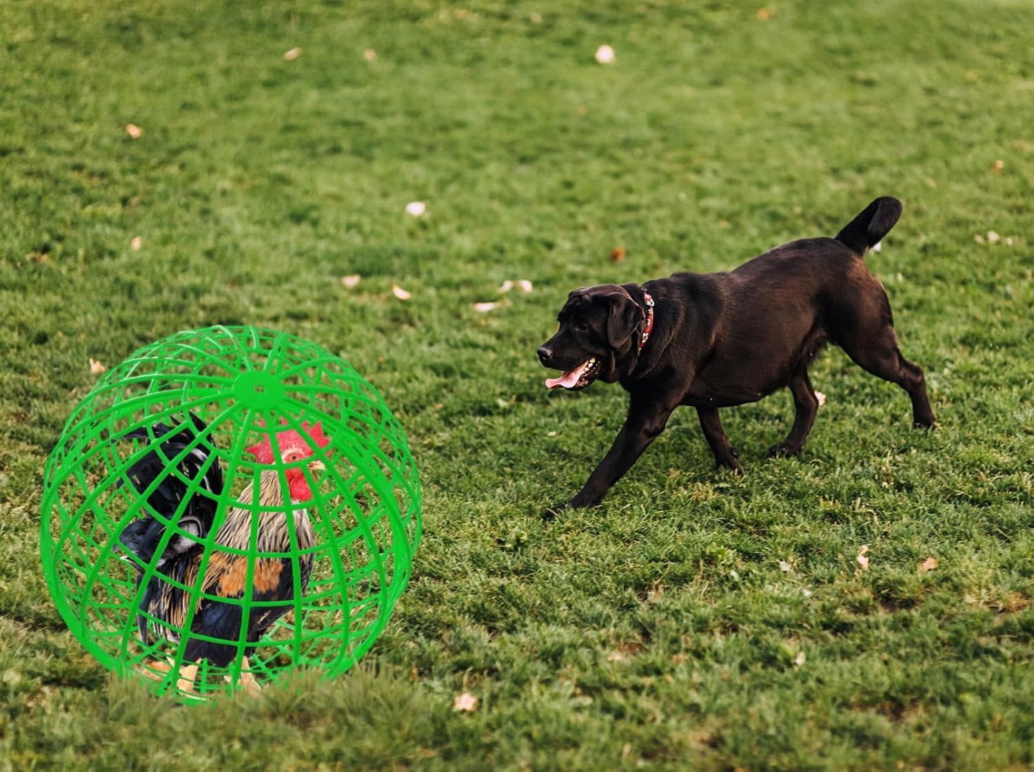 Bethlehem Poultry Transport Ball, Green Plastic Chicken Carrier Cage, Spherical Bird Enclosure 3