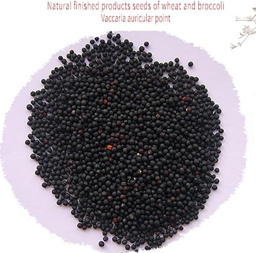 Miniatura 4 de WECANDO 600 unidades de acupuntura Vaccaria Needle Ear Seeds Masaje Pasta Pegatinas Oído Auricular Prensa Semilla