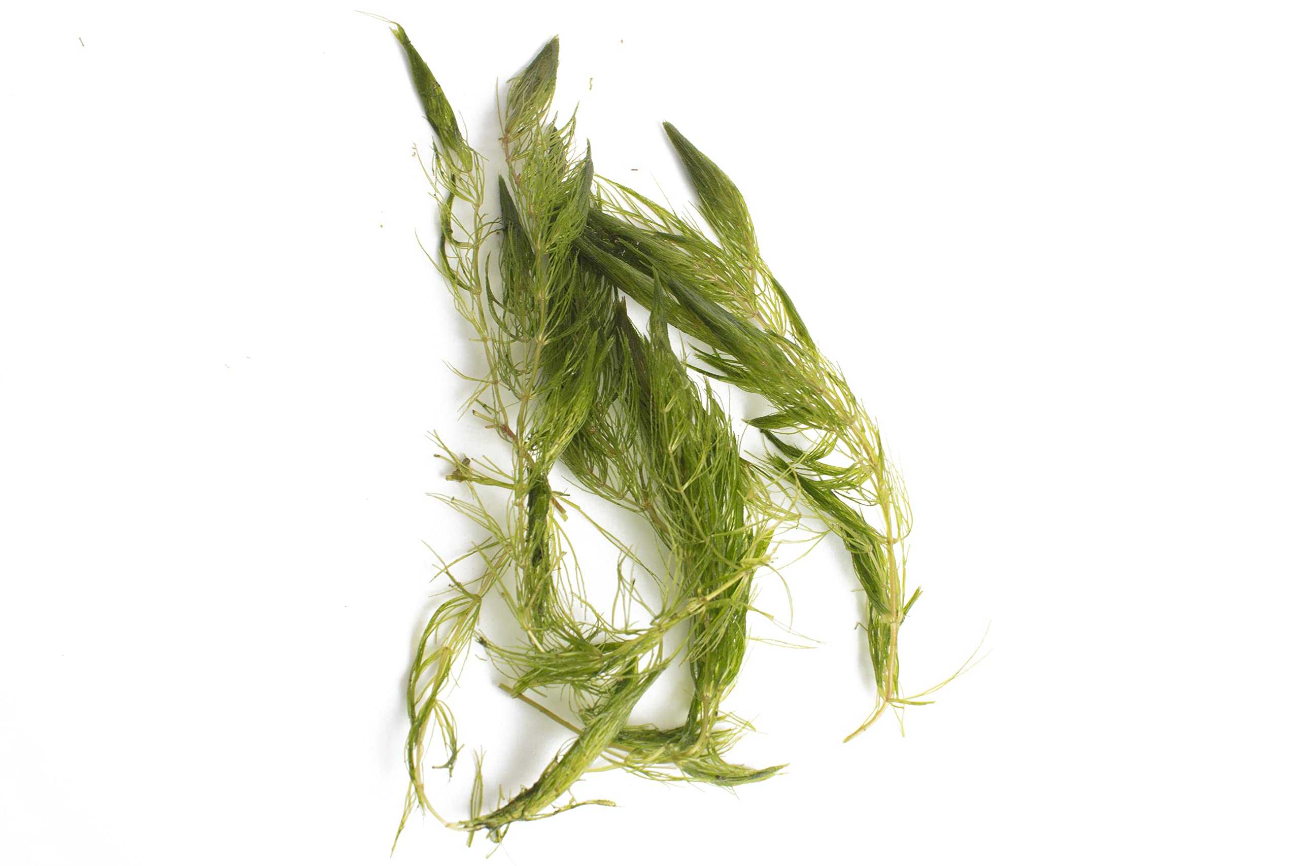 Lincolnshire Pond Plants Ltd - Ceratophyllum demersum Live Aquarium Plant for Freshwater Tropical Tanks Aquascaping (3X Loose)