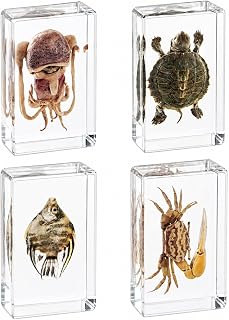 4-Piece Real Marine Animal Resin Specimen Collection, Large Clear Ocean Life Display Set with Crab, Fish, Squid and Turtle, ID Cards Included