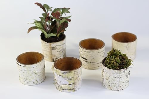 Jarrón de cubierta de abedul y portavelas (6) Tamaño 3 14 pulgadas de alto x 3 pulgadas de ancho