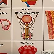 Amazon Com The Anatomy Medical Book For Kids A Coloring Activity Medical Book For Kids 9781790837113 Scott Winbly Maine Annie Books