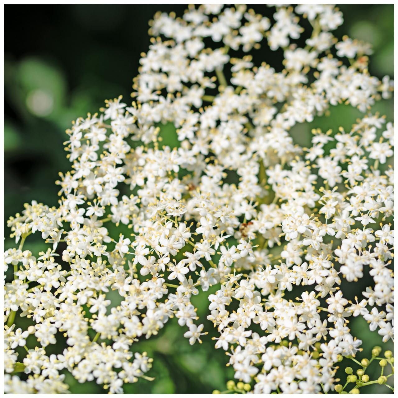 Elder Flower Tree Plant 1-2ft in a 1L Pot, Make Elderberry Wine & Elderflower Lemonade 3fatpigs®
