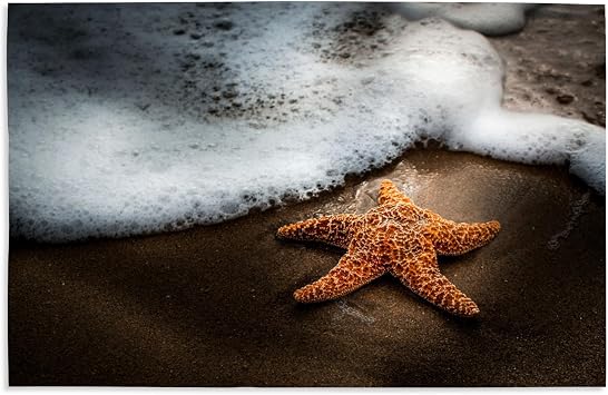 Lantern Press 16x24 Inch Giclee Art Print Wall Decor, Starfish and Sea Foam