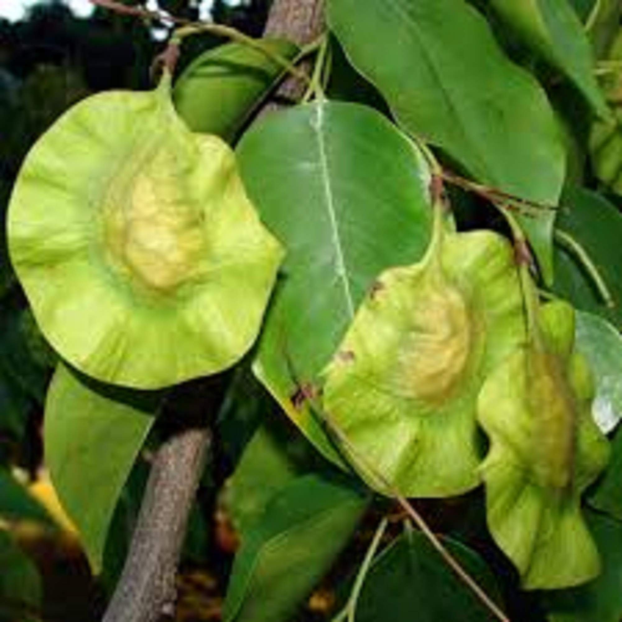 See full amazon price history chart for SS Naturals - Pterocarpus Marsupium, Malabar Kino, Indian Kino Tree, Vijaysar, Asana, Venga Tree Seed - Pack of 30 Seeds SS Naturals - Pterocarpus Marsupium, Malabar Kino, Indian Kino Tree, Vijaysar, Asana, Venga Tree Seed - Pack of 30 Seeds (B09MTLQKPV) Amazon Price History, Amazon Price Tracker