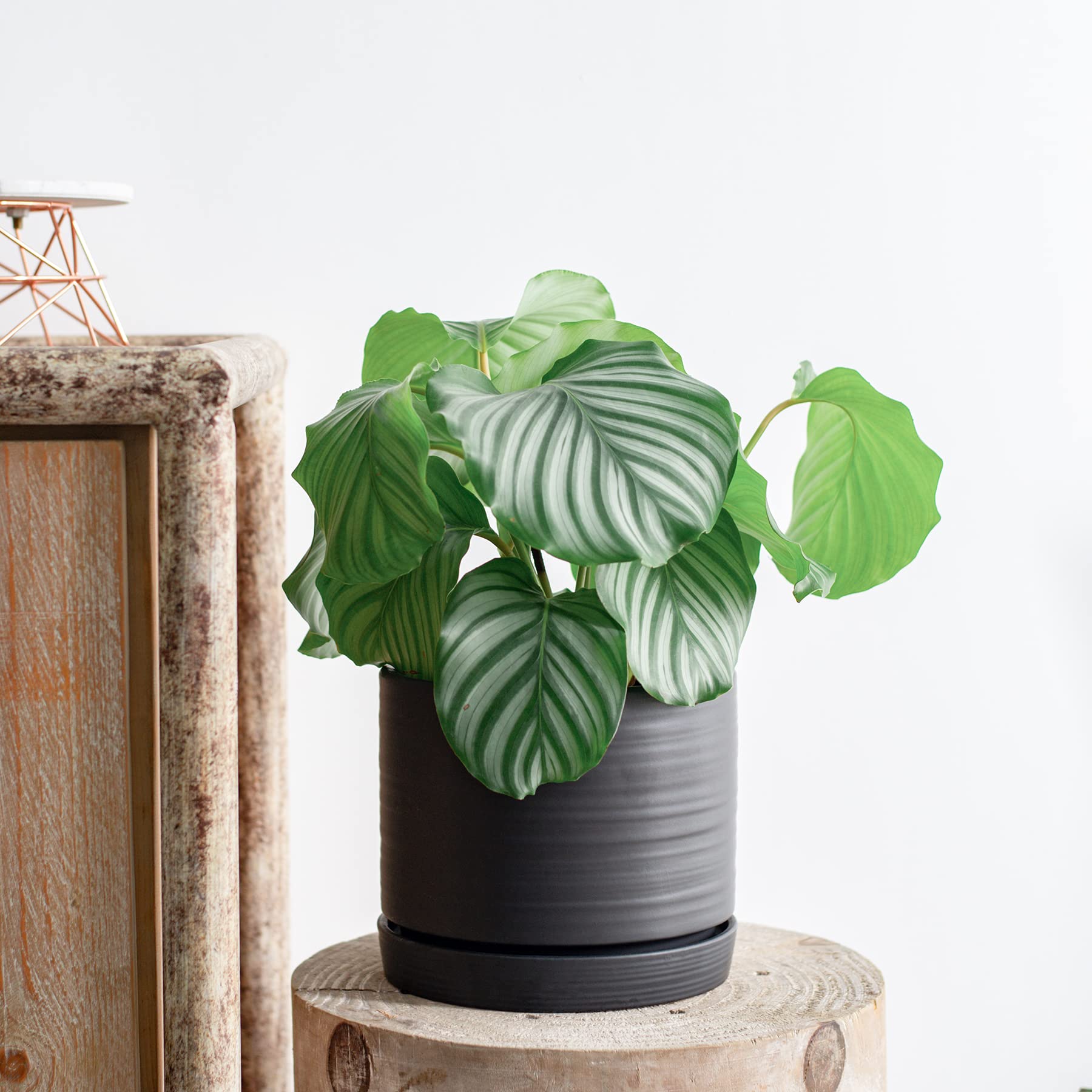 Vaso per piante in ceramica da 20 cm, con foro di drenaggio e