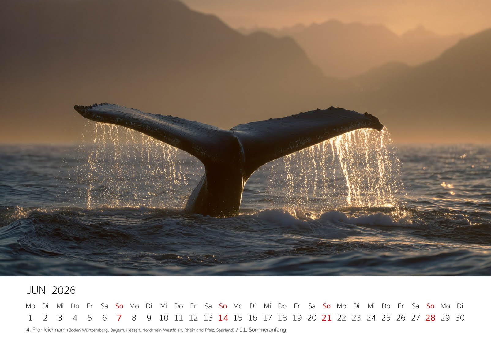 Edition Seidel Premium Kalender Faszination Wale 2026 Format DIN A3 Wandkalender Tiere Wal Jungtier Ozean Meer Natur Meereswelt