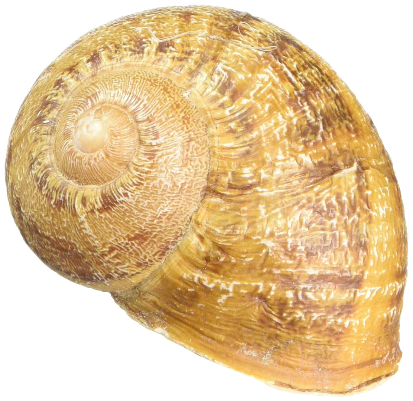 GEO-VERSAND Vineyard Snail with Nano and Log Stripes, Multi-Colour, 11129