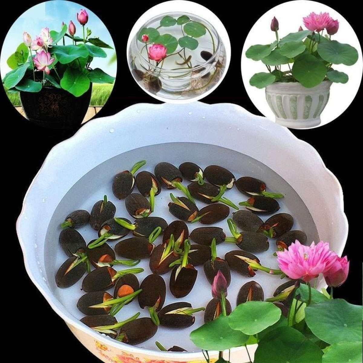 30 PcsBonsai Lotus Seeds,Water Lily Flower Plant (Mixed