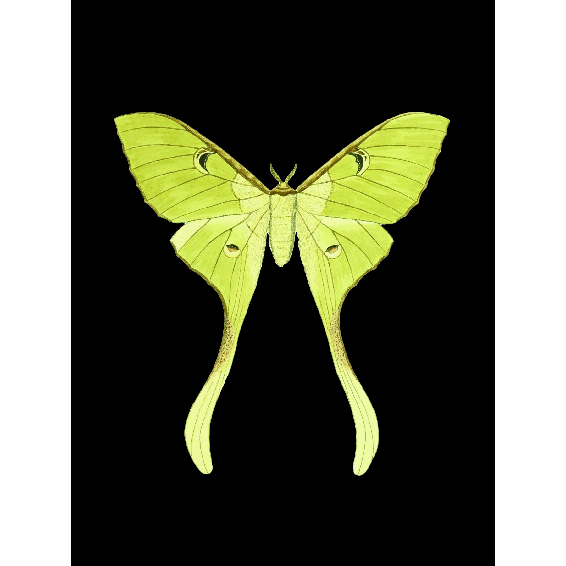 Wee Blue Coo Green Luna Moth Art Print Poster Wall Decor