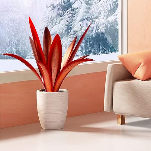 Miniatura 4 de Agave de metal grueso resistente al viento, arte de jardín de agave, planta de metal, escultura de jardín de campo, decoración al aire libre, planta