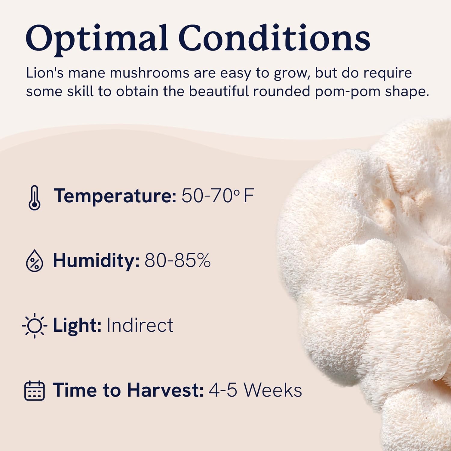 MYTERRA LABS Gourmet Kit de bolsa de cultivo de hongos todo en uno