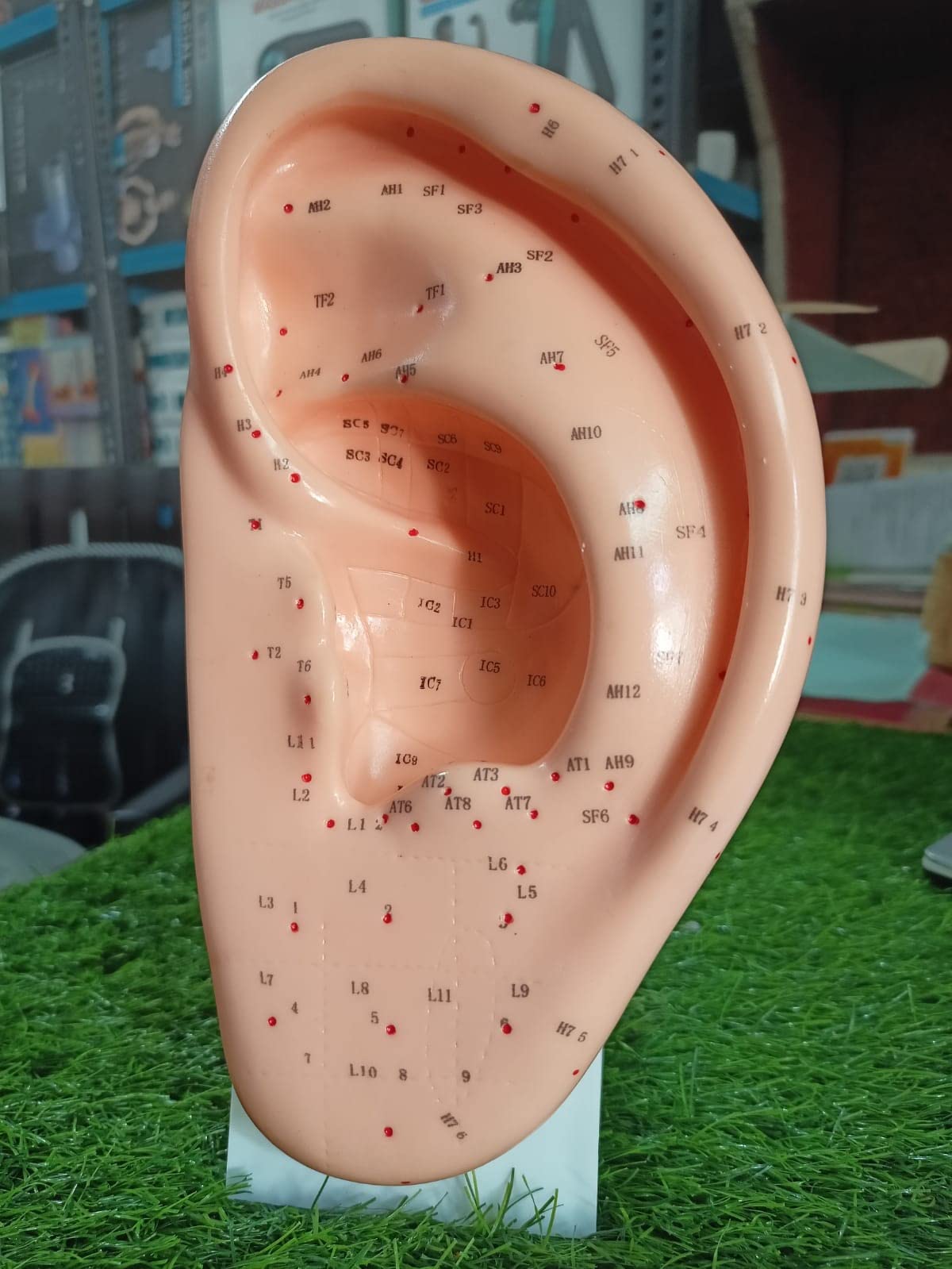 G GEEMAC Acupuncture Ear Model 22cm For Acupuncture Auricolour Therapy Treatment and Acupuncture Learning Students Easy to Identify Points English Language (B0D3X8J3GF) Amazon Price History, Amazon Price Tracker
