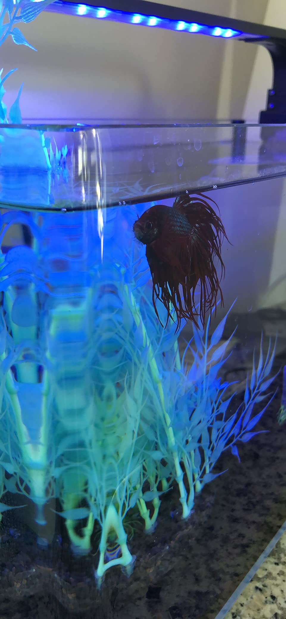 Feeding Tools for Nano Tanks: Essential Gadgets for Easy Care