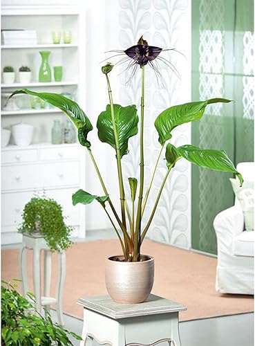 Miniatura 5 de 10 Semillas de flores de murciélago, Tacca Chantrieri, Flor del Diablo, Flores raras y exóticas - QAUZUY GARDEN