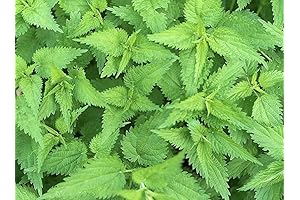 5 Stinging Nettle Plant Roots | Urtica Dioica Wildflower Bare Root