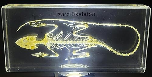 Miniatura 12 de 5.5" Murciélago real con alas abiertas en resina de lucite transparente, especímenes de artesanía, pisapapeles preservado, colección de taxidermia