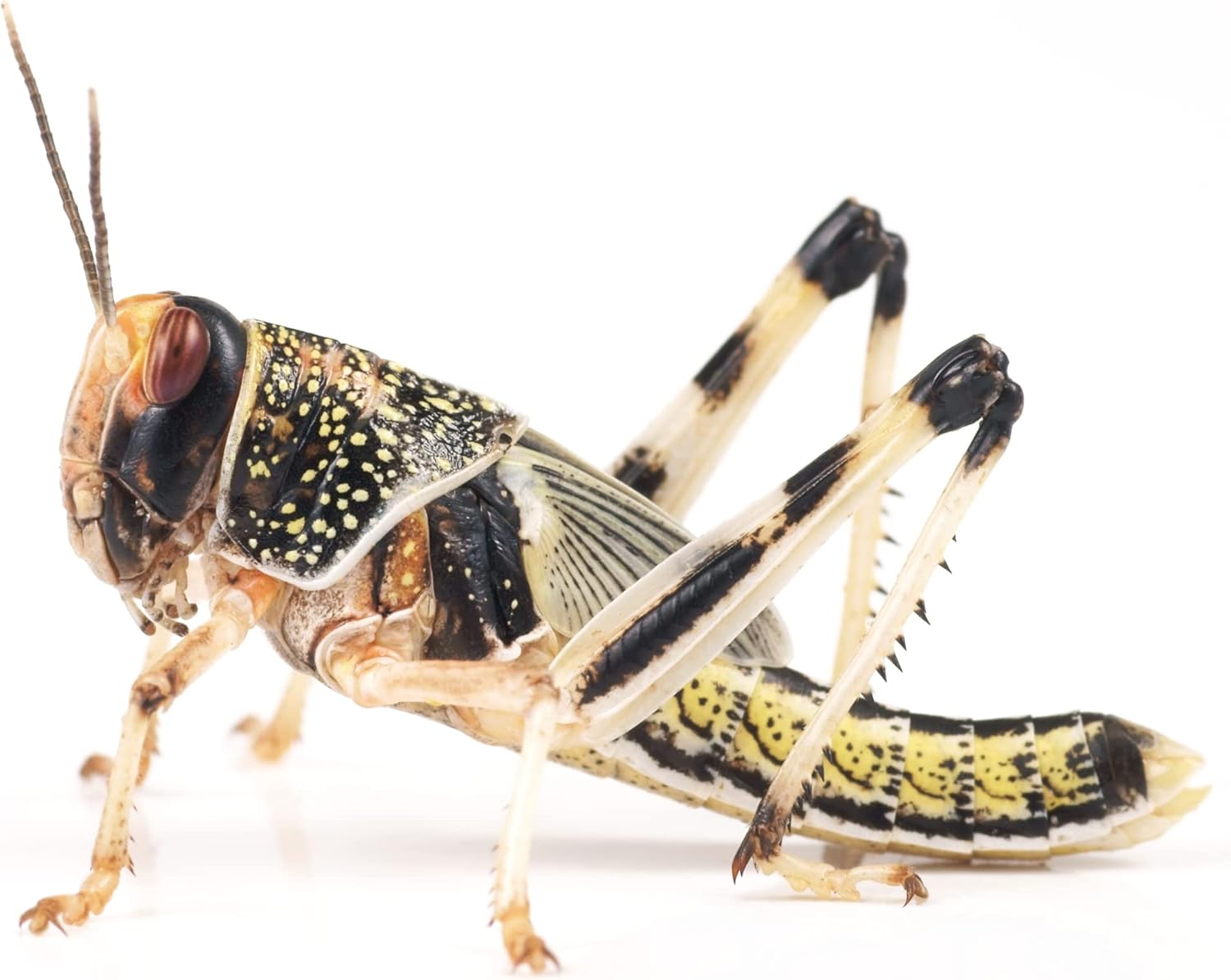 Livefoods4u Large Locust Live Food (2035mm) Bag of 50 Perfect for