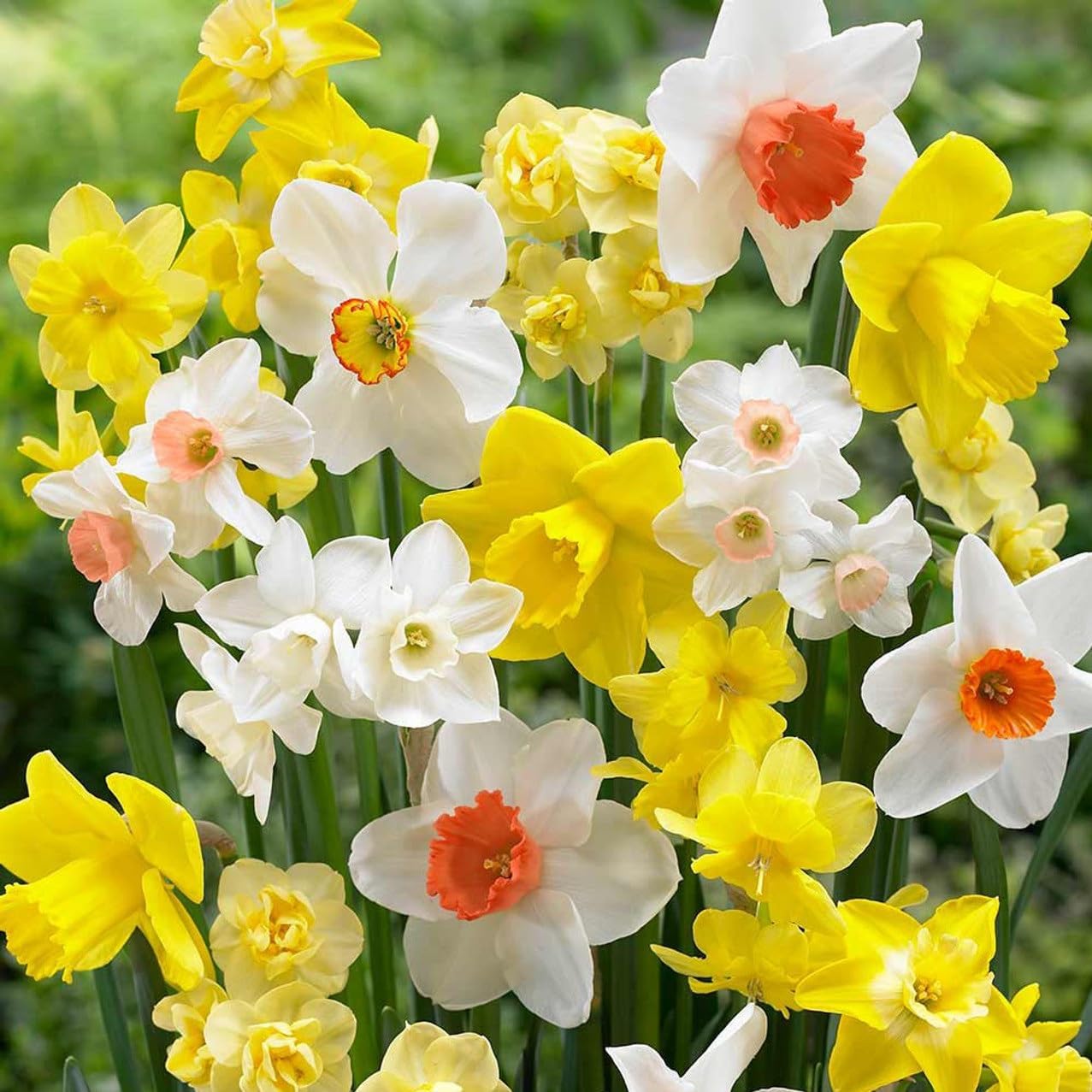 Daffodil Fragrant Mix - Long Lasting Beauty, Perennial Daffodil Flowering Bulbs | Plant in Gardens, Borders & Flowerbeds (30 Pack)