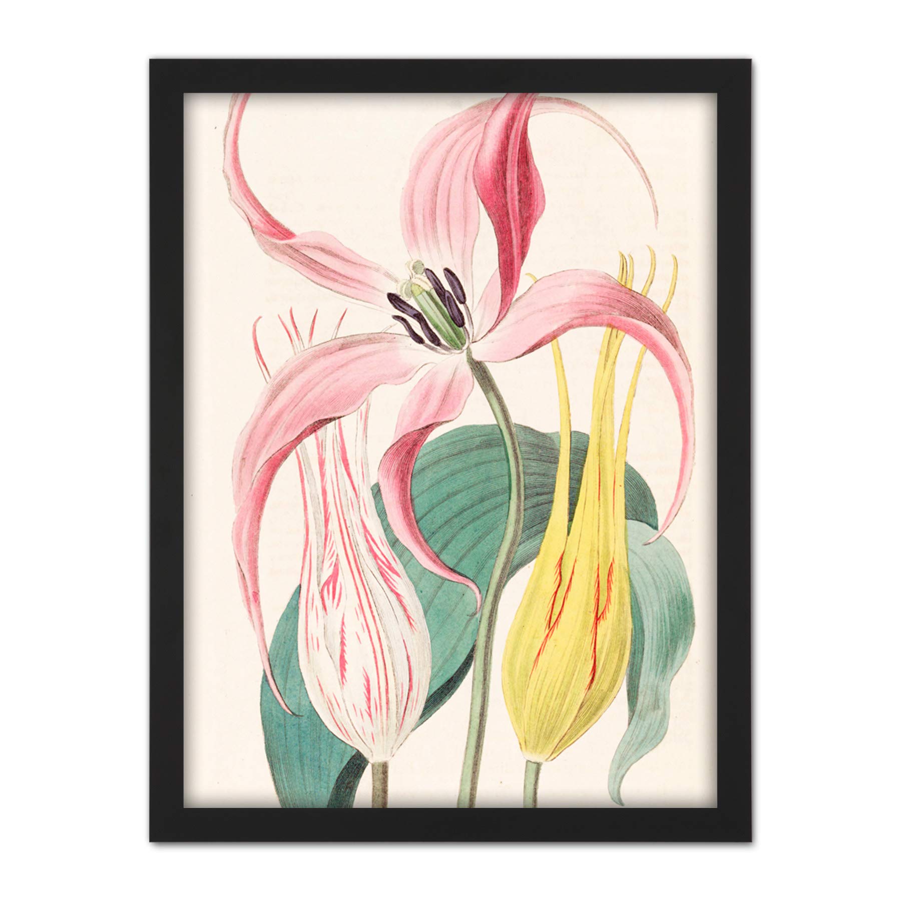 Artery8 Edwards Garden Tulip Flower Botanical Illustration Artwork Framed Wall Art Print 18X24 Inch