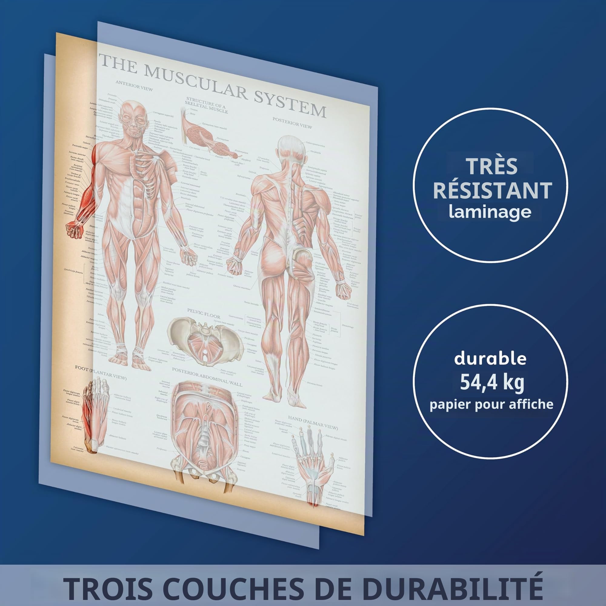 Palace Learning Tableau anatomique vintage du système musculaire – Poster d'anatomie musculaire humaine (laminé, 45,7 x 61 cm)