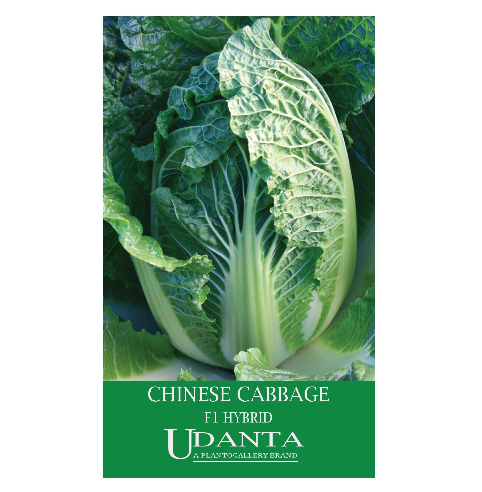 Udanta Chinese Cabbage F1 Hybrid Vegetable Seeds For Winter Season - 30-40 Seeds Pack (B0BZFXZBJ9) Amazon Price History, Amazon Price Tracker
