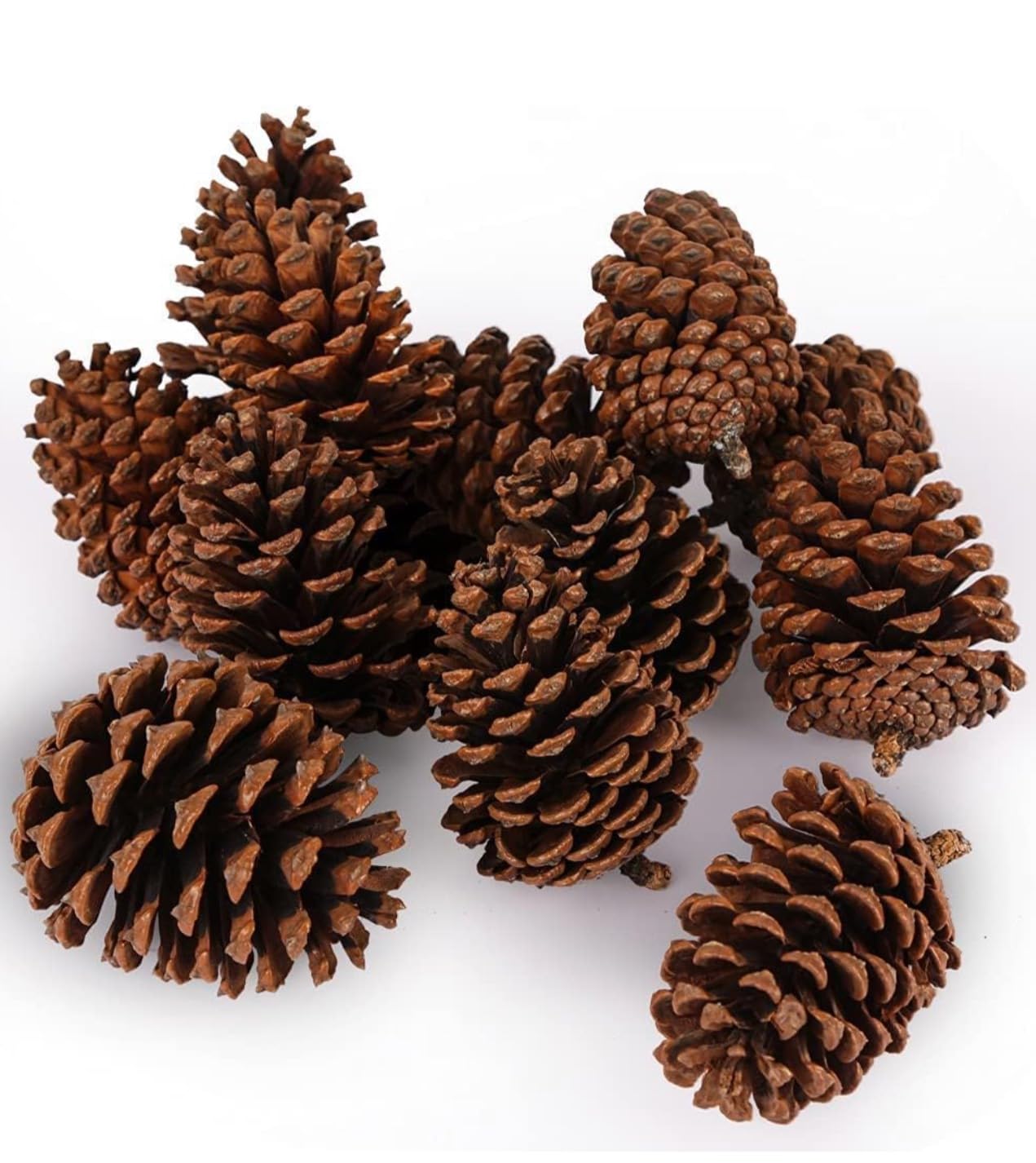Large Pine Cones for Crafts 2–8” Tall, Set of 12 – Bug-Free Natural Pinecones for Centerpieces, Wreaths, Ornaments, Vase Fillers, Fall, Winter & Christmas Decor, Rustic Wedding Decorations, Potpourri