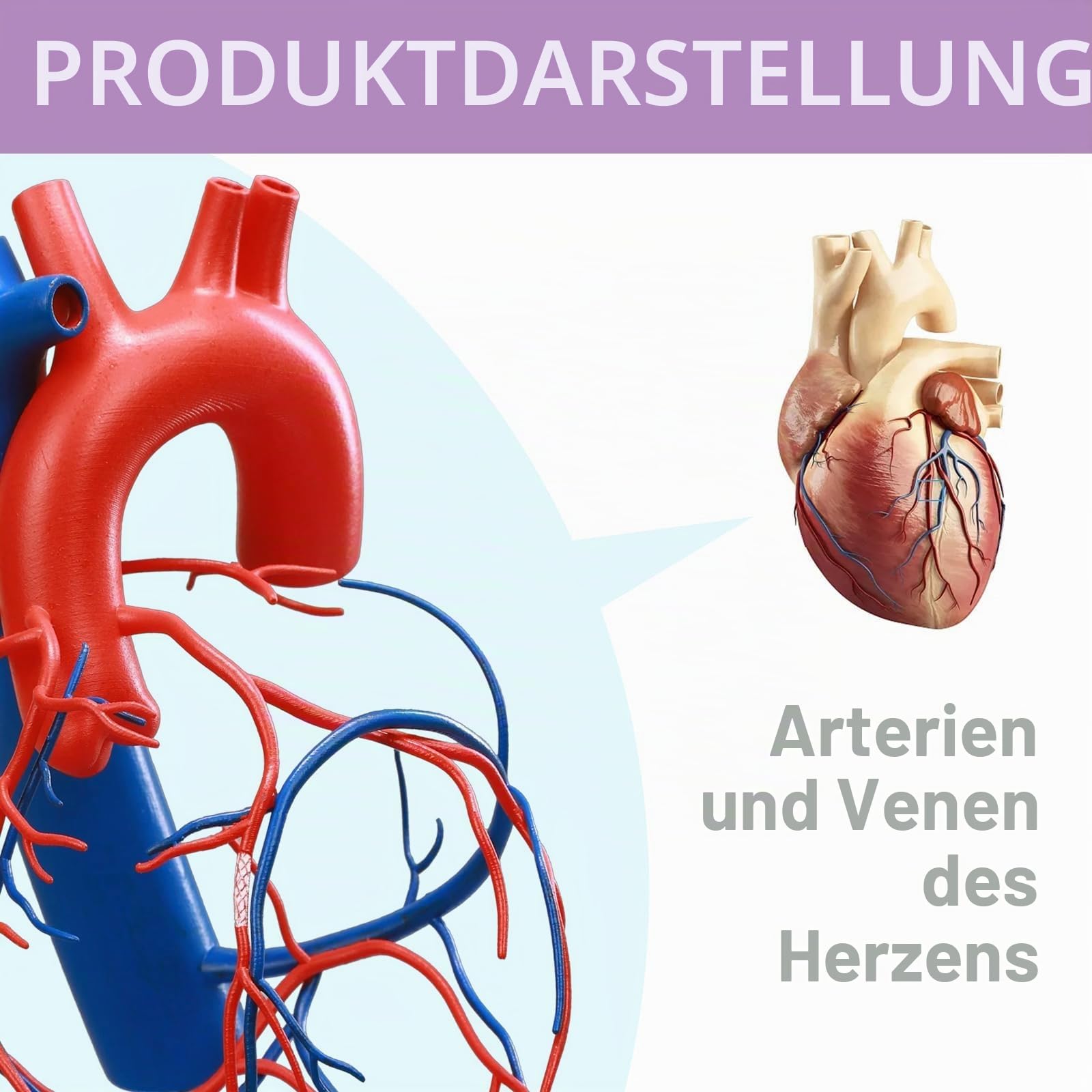 Natürlich Größe Menschliches Herz Modell Gefäßiges Herz mit Basis Erhöhte Größe Koronare Anatomie, die die Herzvenen darstellt